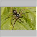 Philodromus dispar - Laufspinne 01.jpg